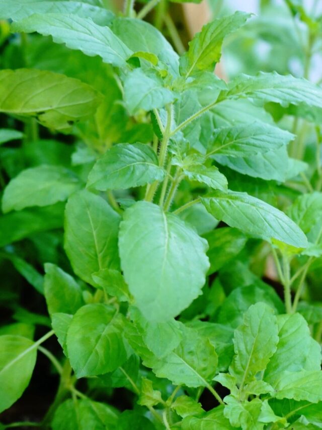 Medicine, Plant, India, Basil, Spirituality